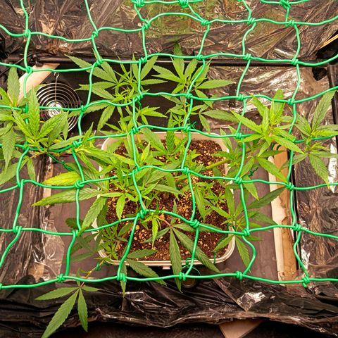 Mikasa gen 3 growlog timeline photo