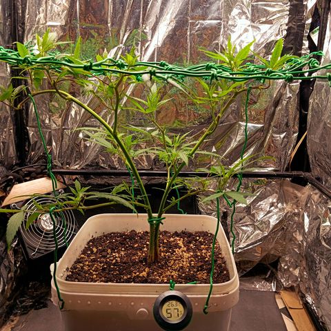Mikasa gen 3 growlog timeline photo