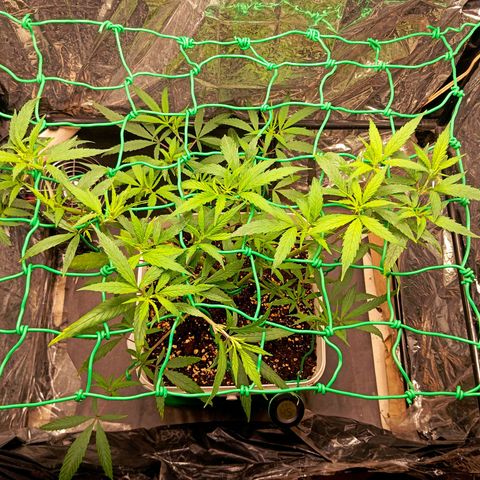 Mikasa gen 3 growlog timeline photo