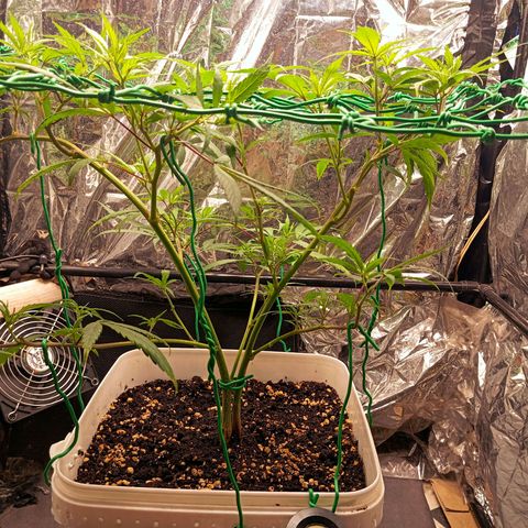 Mikasa gen 3 growlog timeline photo