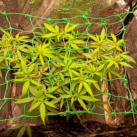 Mikasa gen 3 growlog timeline photo