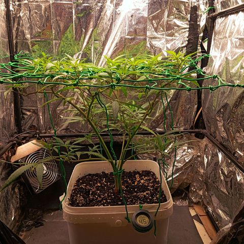 Mikasa gen 3 growlog timeline photo