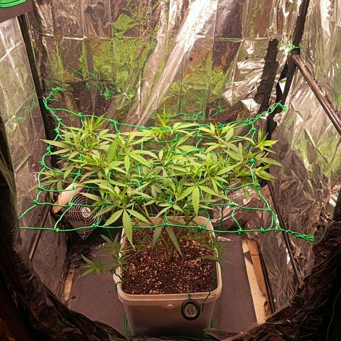 Mikasa gen 3 growlog timeline photo