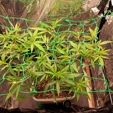 Mikasa gen 3 growlog timeline photo