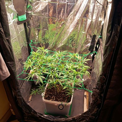 Mikasa gen 3 growlog timeline photo