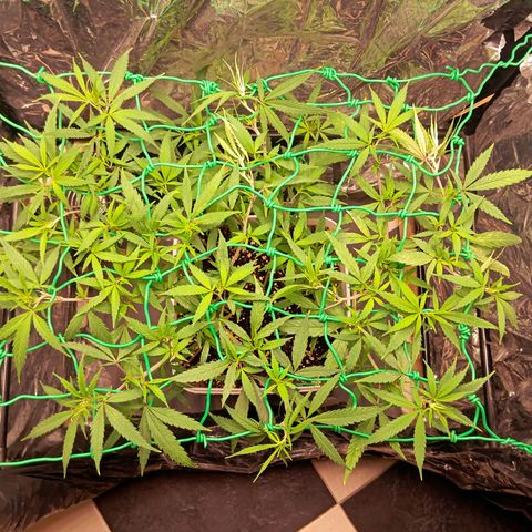 Mikasa gen 3 growlog timeline photo