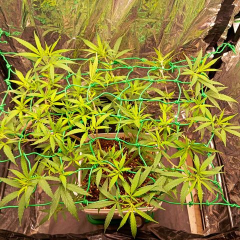 Mikasa gen 3 growlog timeline photo