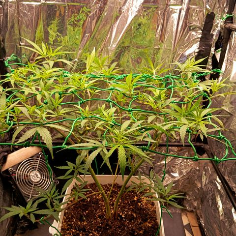 Mikasa gen 3 growlog timeline photo
