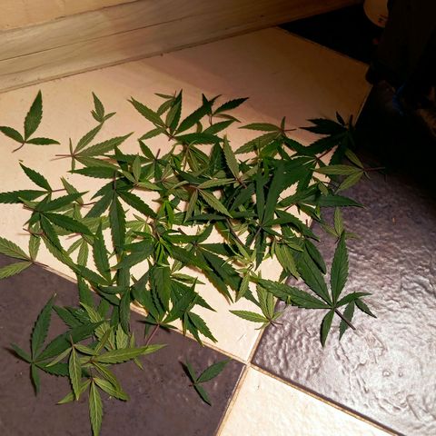 Mikasa gen 3 growlog timeline photo