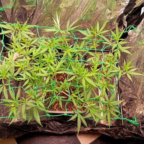 Mikasa gen 3 growlog timeline photo