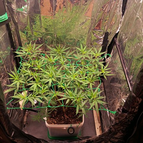 Mikasa gen 3 growlog timeline photo