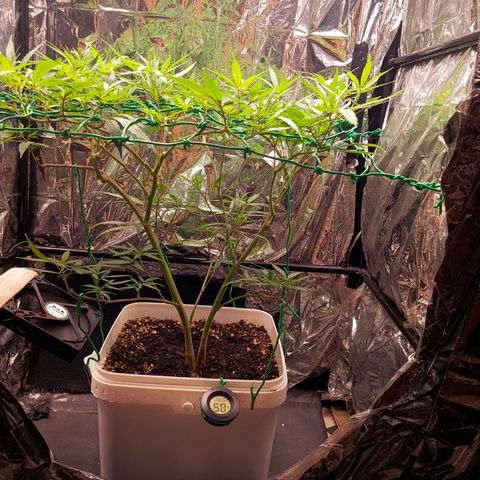 Mikasa gen 3 growlog timeline photo