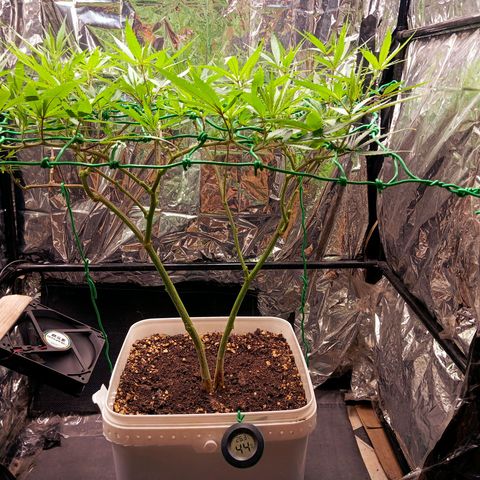 Mikasa gen 3 growlog timeline photo