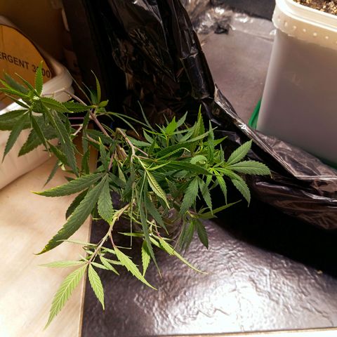 Mikasa gen 3 growlog timeline photo