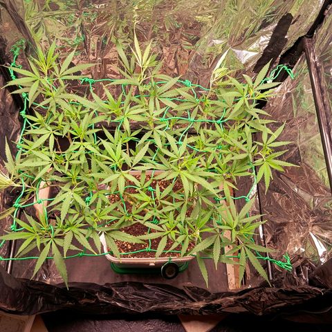 Mikasa gen 3 growlog timeline photo