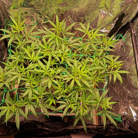 Mikasa gen 3 growlog timeline photo