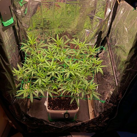 Mikasa gen 3 growlog timeline photo