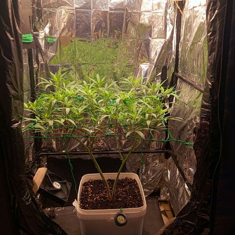 Mikasa gen 3 growlog timeline photo