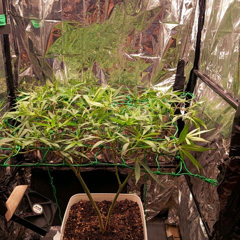 Mikasa gen 3 growlog timeline photo
