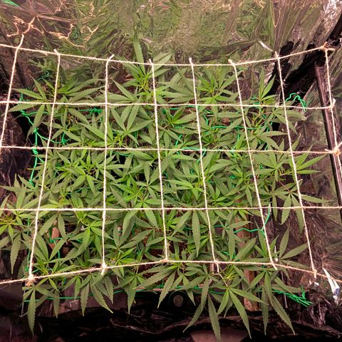 Mikasa gen 3 growlog timeline photo