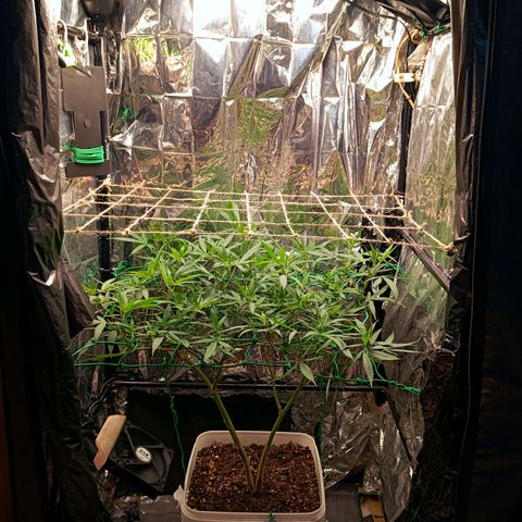 Mikasa gen 3 growlog timeline photo