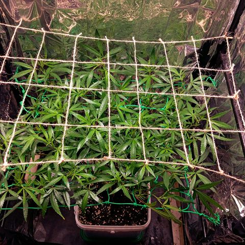 Mikasa gen 3 growlog photo: After the repellent😍