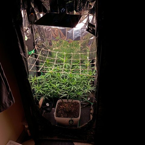 Mikasa gen 3 growlog timeline photo
