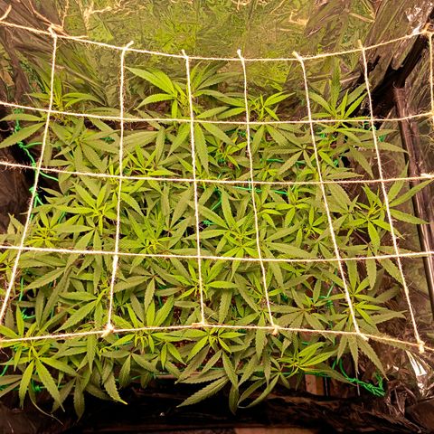 Mikasa gen 3 growlog timeline photo