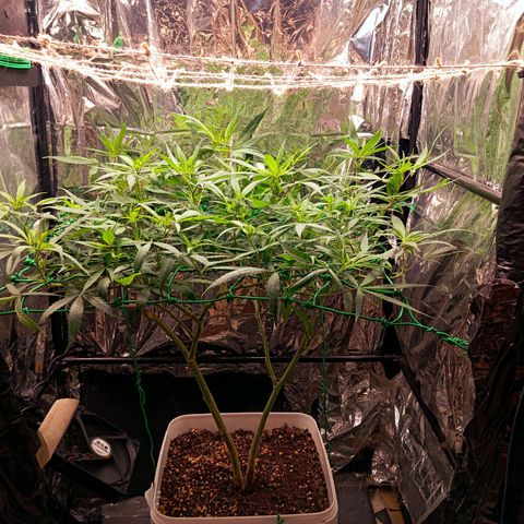 Mikasa gen 3 growlog timeline photo
