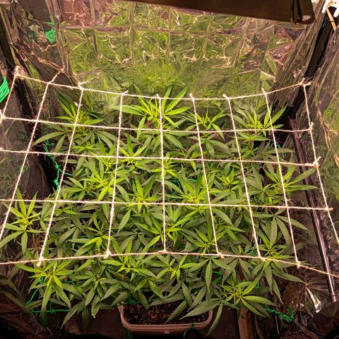 Mikasa gen 3 growlog timeline photo