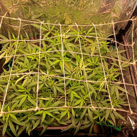 Mikasa gen 3 growlog timeline photo