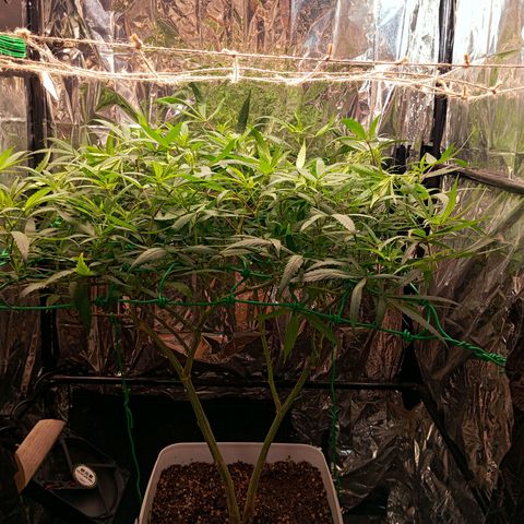 Mikasa gen 3 growlog timeline photo