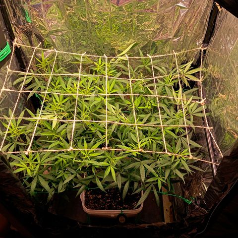 Mikasa gen 3 growlog timeline photo
