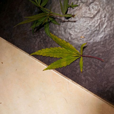 Mikasa gen 3 growlog photo: A mild nitrogen deficiency in just one leaf, because i accidentally fed her half dose