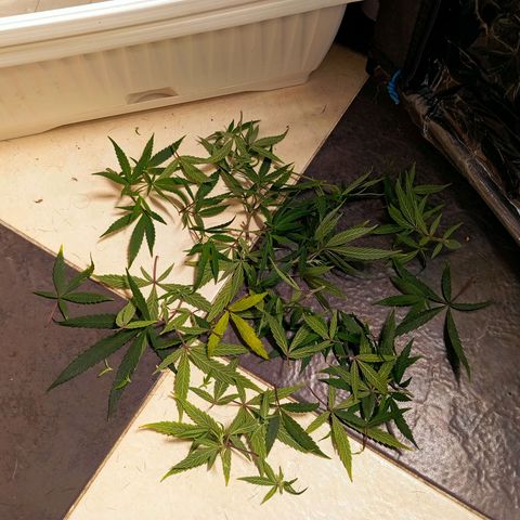 Mikasa gen 3 growlog timeline photo