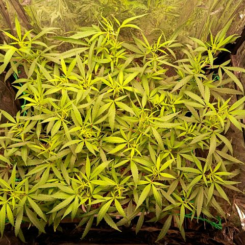 Mikasa gen 3 growlog timeline photo