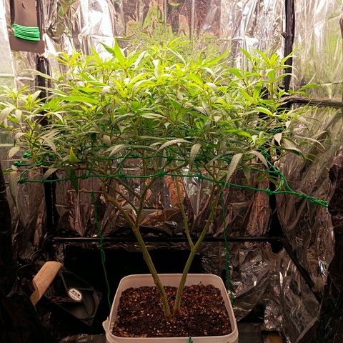 Mikasa gen 3 growlog timeline photo