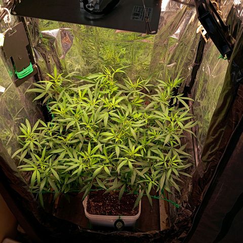 Mikasa gen 3 growlog timeline photo