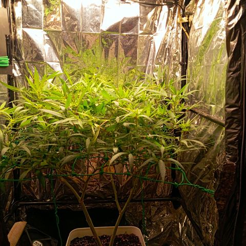 Mikasa gen 3 growlog timeline photo