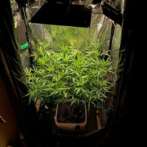 Mikasa gen 3 growlog timeline photo