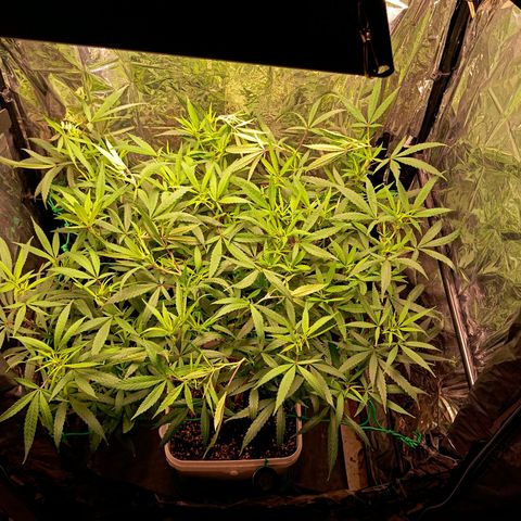 Mikasa gen 3 growlog timeline photo