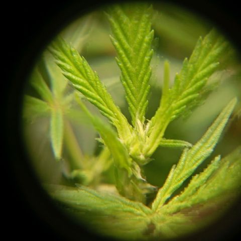 Mikasa gen 3 growlog timeline photo