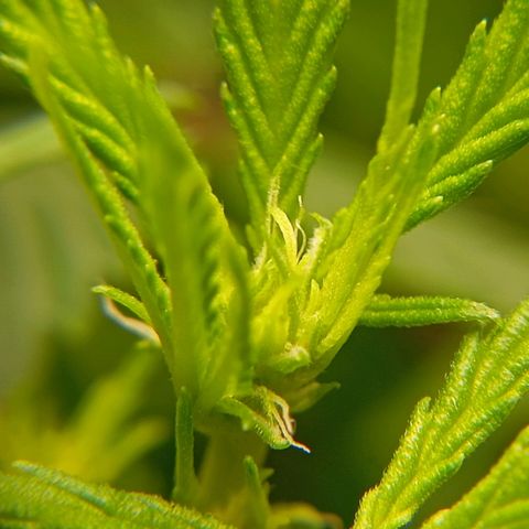 Mikasa gen 3 growlog timeline photo