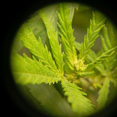 Mikasa gen 3 growlog timeline photo