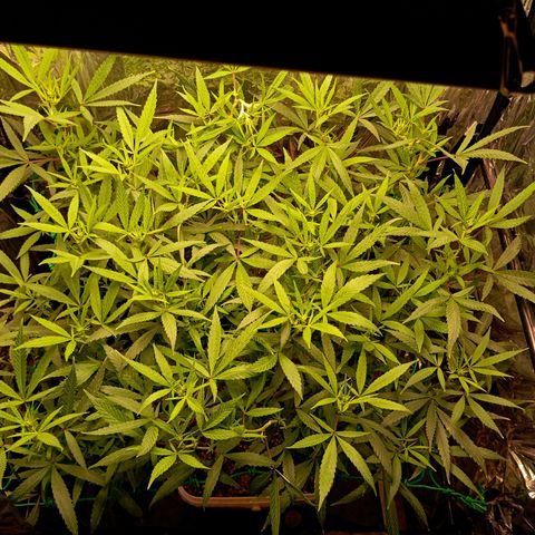 Mikasa gen 3 growlog timeline photo