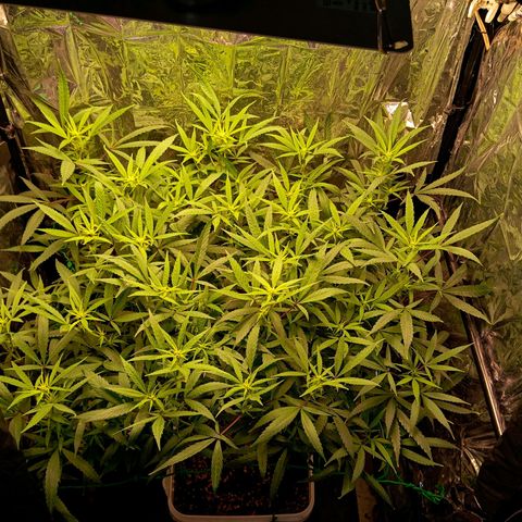 Mikasa gen 3 growlog timeline photo