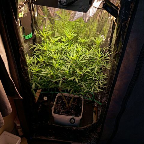 Mikasa gen 3 growlog timeline photo