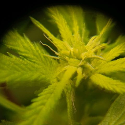 Mikasa gen 3 growlog timeline photo