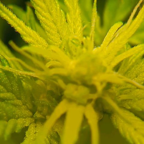 Mikasa gen 3 growlog timeline photo