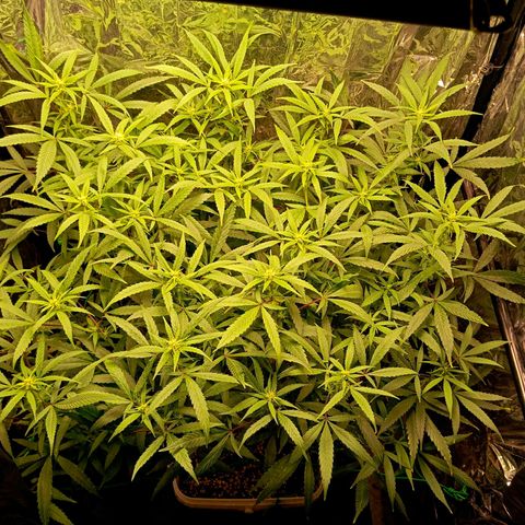 Mikasa gen 3 growlog timeline photo